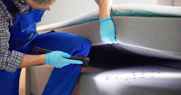 Best Flea Control Services  in Kiryas Joel, NY
