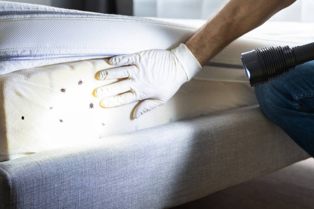 Best Ant Control Services  in Kiryas Joel, NY