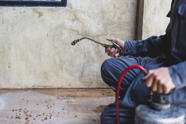 Wasp Removal Services in Kiryas Joel, NY